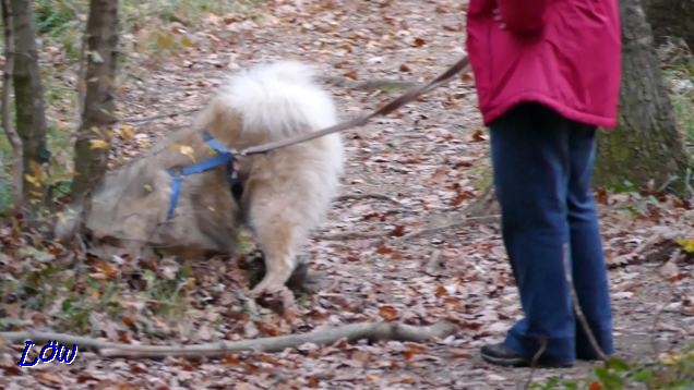 8.11.2018 - Im Wald hab ich fast einen Tunnel gegraben